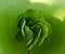 A macro of growing leaf of a fresh green columbine