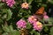 Macro Gulf Fritillary Butterfly Side View on Lantana