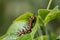 Macro Gulf Fritillary Caterpillar Climbs up Green Leaf