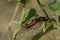 Macro Gulf Fritillary Caterpillar Underneath Green Leaf