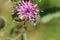 Macro of a hanging light brown shaggy Caucasian wild bee Macropis fulvipes on the violet inflorescence of thistle Arctium lappa