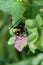 Macro hanging yellow-black Caucasian bumblebee Bombus lucorum on