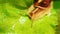 Macro HD : Snail on the bright green leaf under the Rain