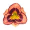 Macro head flower hemerocallis daylily