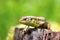 Macro head of a male sand lizard