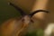 Macro of the head part of the Caucasian garden snail