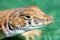 Macro head shot of a lizard  a Saudi fringe-fingered lizard (Acanthodactylus gongrorhynchatus