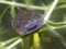 Macro of the head of a tadpole - pouting lips