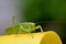 Macro head view close-up of a Great Green Bush-cricket, Tettigonia viridissima. Horizontal, copy space