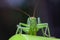 Macro head view close-up of a Great Green Bush-cricket, Tettigonia viridissima. Horizontal, copy space