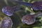 Macro of the heads of tadpoles - pouting lips