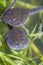 Macro of the heads of tadpoles - pouting lips