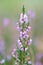 Macro heather flowers