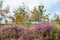 Macro heather flowers with sorbus trees in background