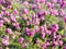 Macro heather plant in the garden at spring or summer season. Nature concept