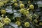 Macro of Hedera, commonly called ivy, the family Araliaceae.