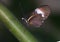 Macro Heliconius heurippa, a Longwing Butterfly