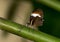 Macro Heliconius heurippa, a Longwing Butterfly