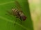 Macro of helina flies insect on green leaves