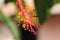 Macro of hibiscus petal