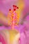 Macro of a hibiscus pistil
