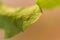 Macro of high detail lettuce leaf