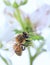 Macro Honey Bee