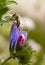 Macro of a honey bee apis mellifera collecting pollen on a Paterson`s curse echium plantagineum blossom