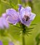 Macro of a honey bee apis mellifera collecting pollen on a Paterson`s curse echium plantagineum blossom