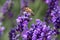 Macro of a honey bee apis mellifera on a lavender lavandula angustifolia blossom with blurred bokeh background; pesticide free