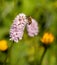 Macro of a honey bee apis mellifera on a meadow bistort bistorta officinalis blossom with blurred bokeh background; pesticide