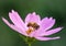 Macro of a honey bee apis mellifera on a pink cosmos blossom with blurred bokeh background