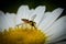 Macro Honey bee collecting pollen from daisy flower. Carrying ball of pollen on leg. Beauty in nature.