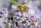 Macro of honey bee collects pollen on lavender