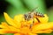 Macro of honey bee eating nectar