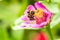 Macro of a honey bee pollenating on a beautiful pink flower in a garden