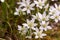 Macro of a honey bee sitting on a Ornithogalum umbellatum - garden star-of-Bethlehem blossom