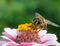 Macro of a honey bee on a zinnia blossom; save the bees pesticide free environmental protection concept