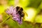 Macro Honey bees bumblebee feeds on nectar on a purple flower