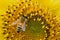 Macro Honeybee collecting pollen from Sunflower