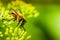 Macro Honeybee on fennel flower