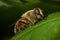 Macro of a Hoverfly