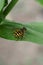 Macro hoverfly flower flies of the genus Didea on a green leaf i