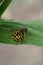 Macro hoverfly flower fly of the genus Didea with the head turned on a green leaf in the summer