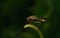 A macro of a Hoverfly on a green stamen