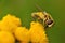 Macro of a hoverfly on a yellow flower