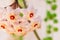 Macro of Hoya Carnosa or Waxplant Flower