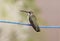 Macro of a hummingbird