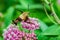 Macro Hummingbird Hawk Moth