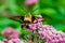 Macro Hummingbird Hawk Moth